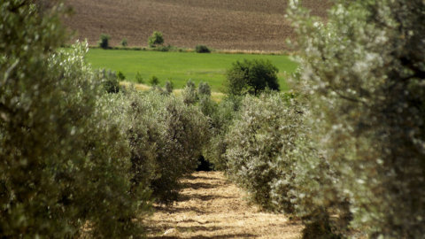 olio della sabina