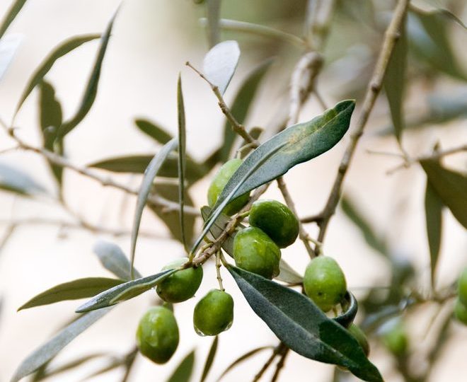 Leccino, monocultivar buono non solo per l’olio